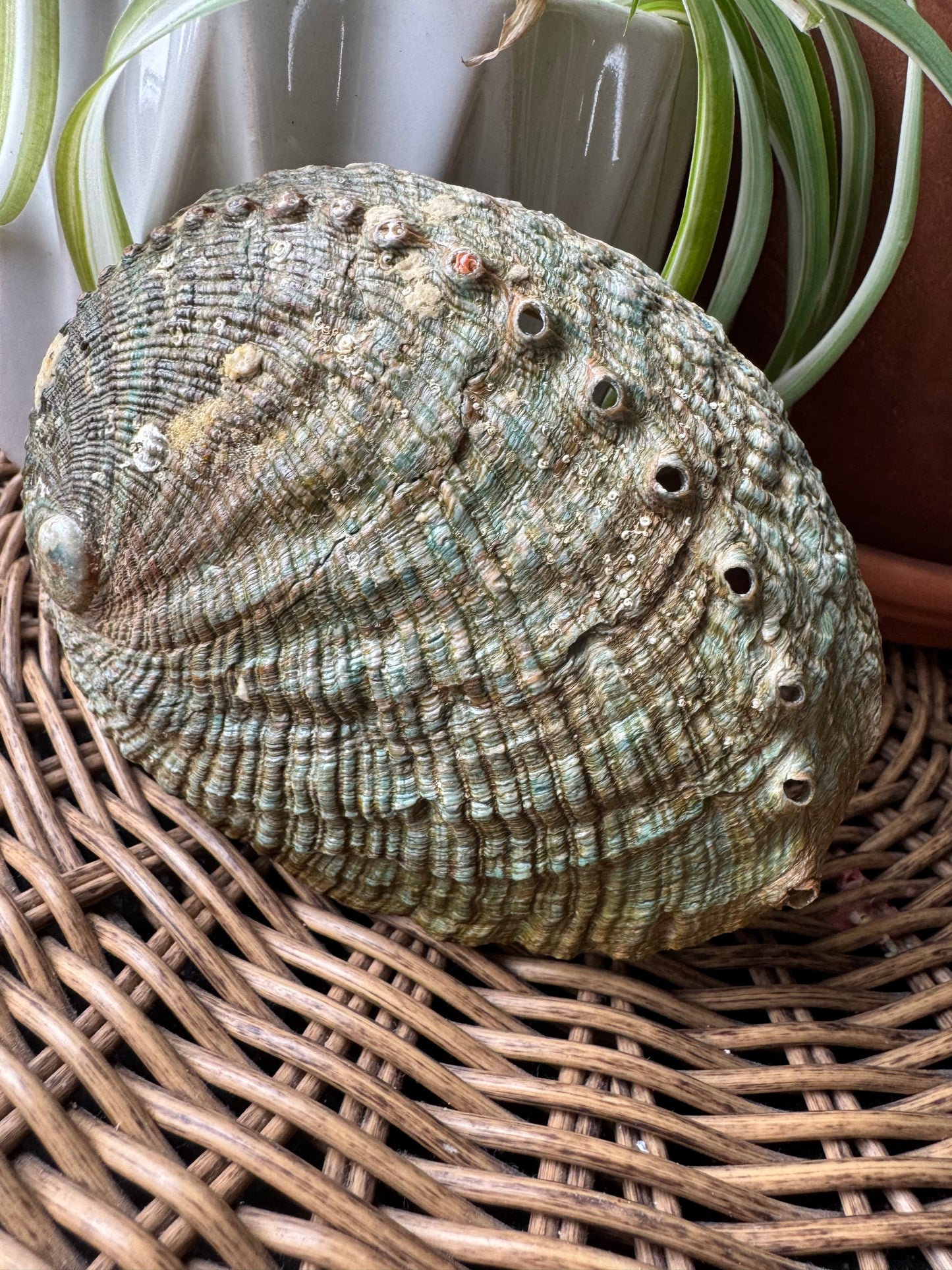 Abalone Shell — Natural, One of a Kind