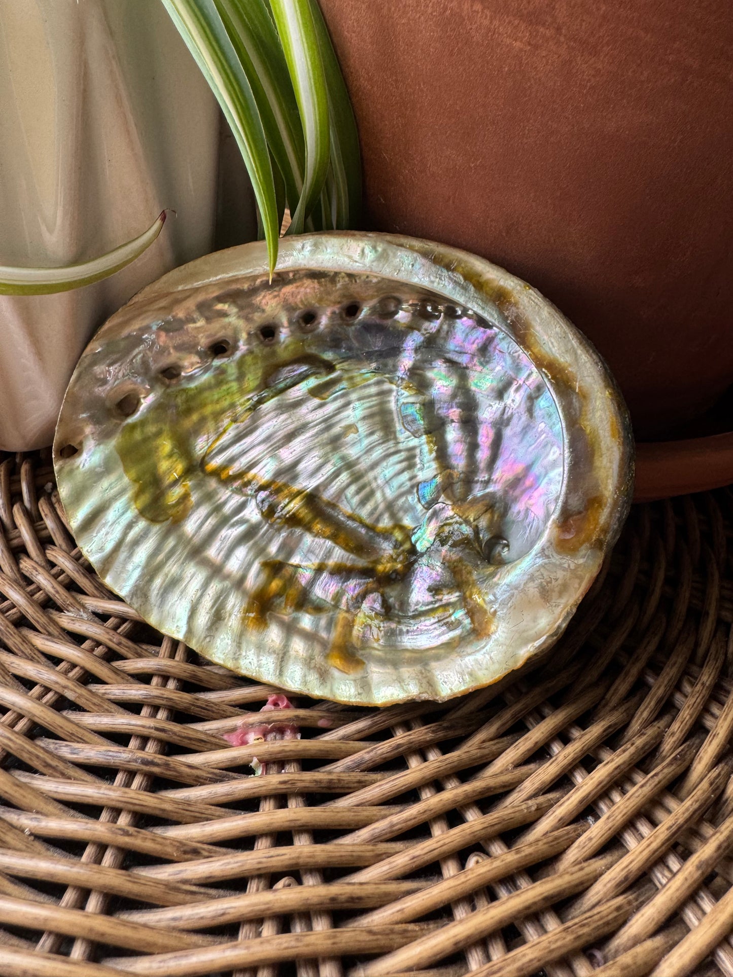Abalone Shell — Natural, One of a Kind