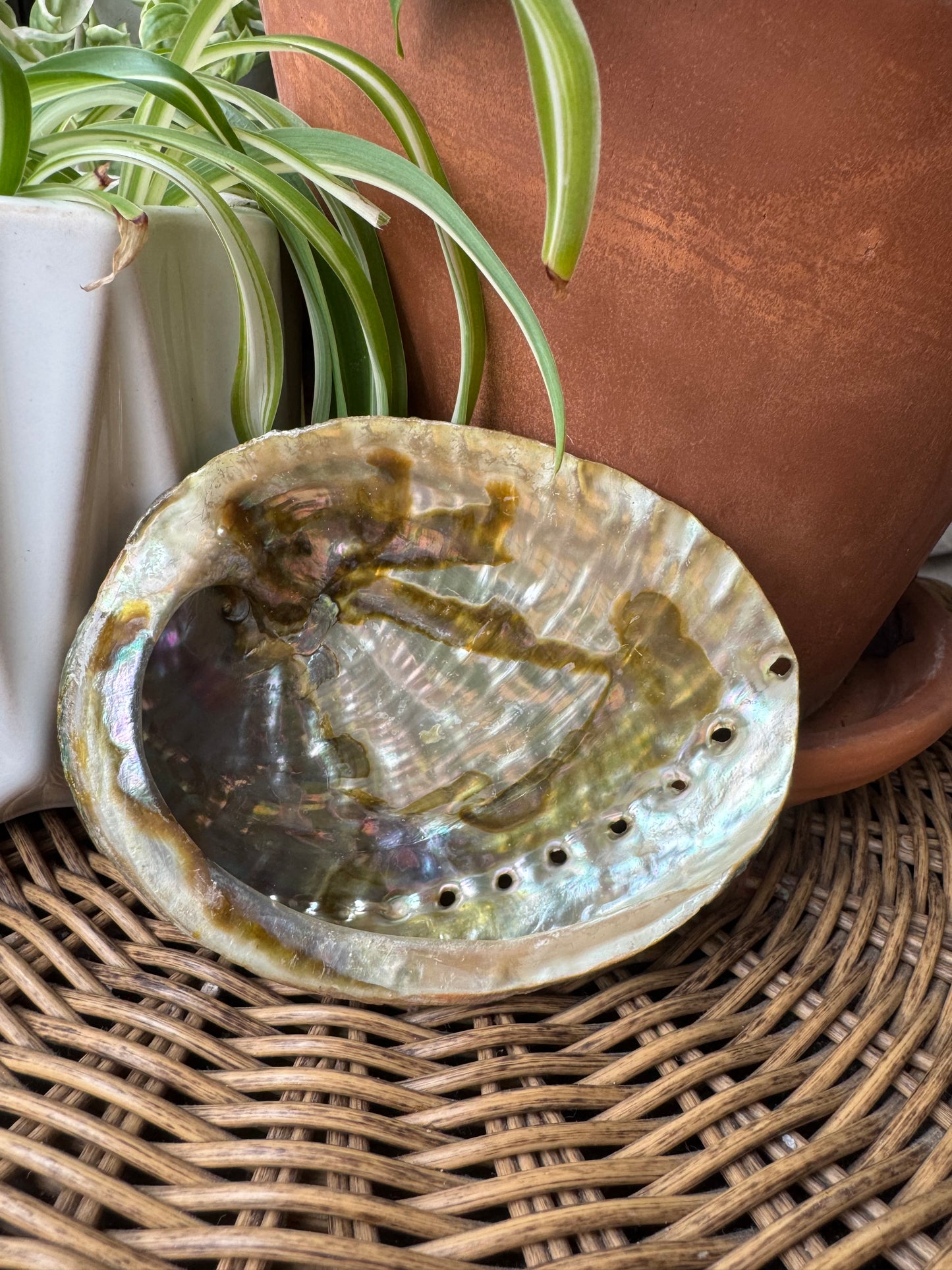 Abalone Shell — Natural, One of a Kind